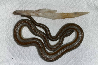 Розового удава Васю избавился от инородного тела в Новосибирске