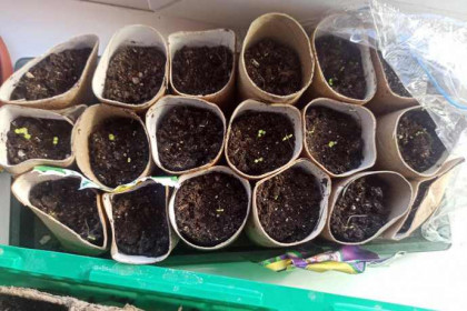 Рассада в домашних условиях: как сэкономить на расходных материалах