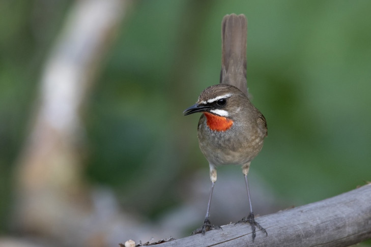 Я здоровый и сильный: главную тайну песен птиц раскрыл орнитолог Андрей Баздырев
