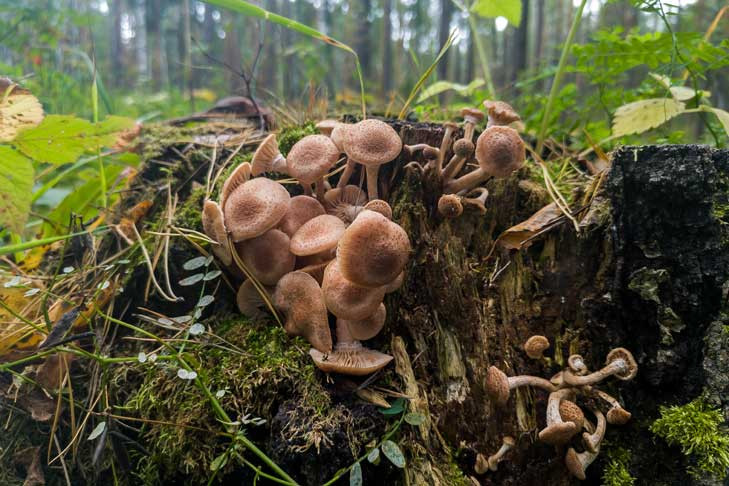 Как приготовить Маринованные грибы опята рецепт пошагово