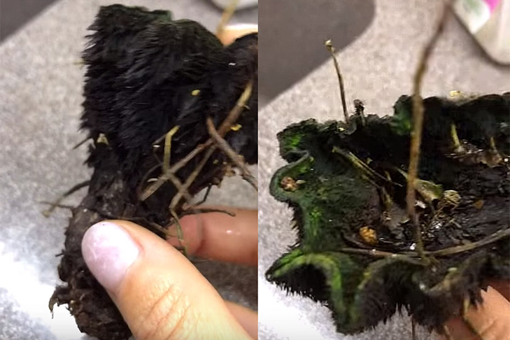 Загадочный гриб-«шубовик» нашли в лесу под Новосибирском