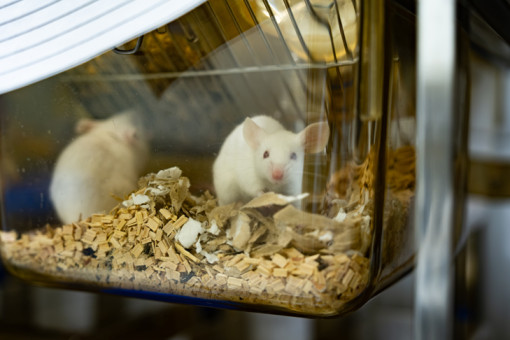 Дом для лабораторных мышей появился в Новосибирске