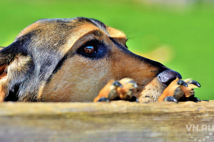Лекарством от туберкулеза травят собак догхантеры в Кыштовском районе