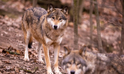 Наличие волков под Новосибирском опровергли в минприроды