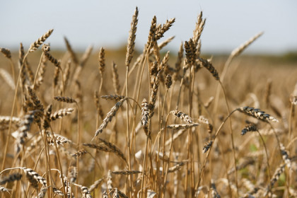 Крестьяне региона добиваются субсидирования перевозок зерна