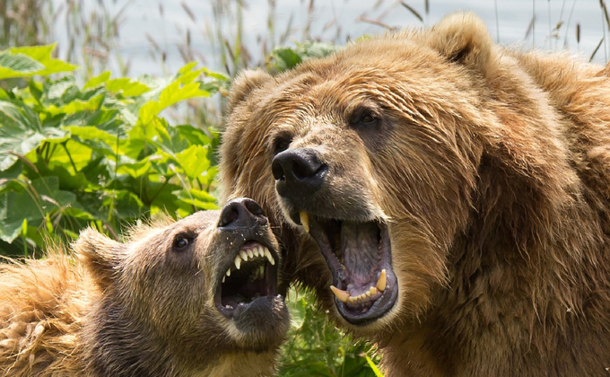 Медведи вышли на охоту в Куйбышевском районе