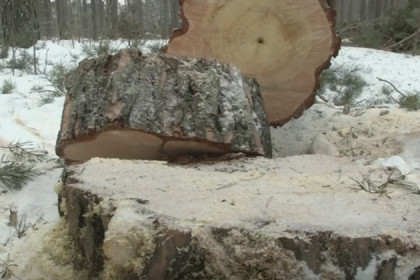 Массовую вырубку деревьев обнаружили в Караканском бору