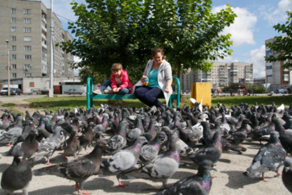 О смертельной опасности мяса голубей рассказал биолог Яновский