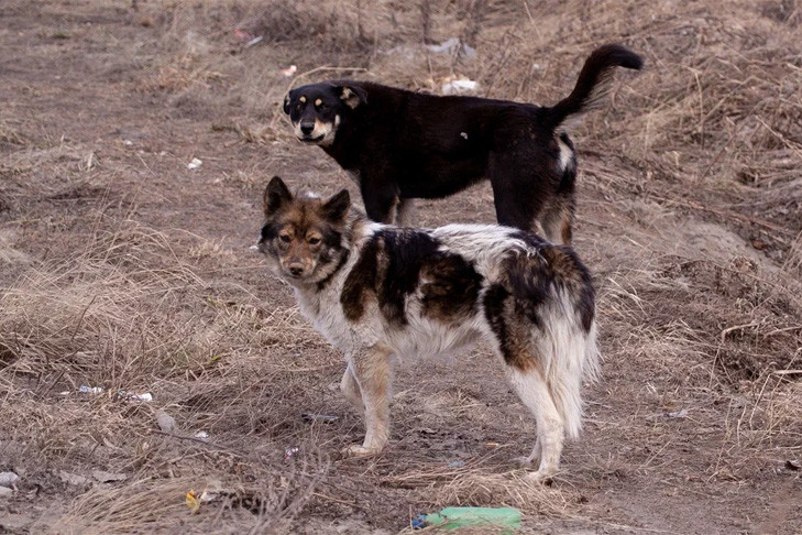 Новосибирск потратит 10 миллионов на отлов бродячих собак