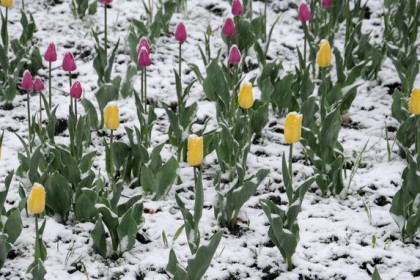 Майский снегопад заморозил цветы на клумбах Новосибирска