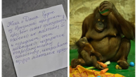 Семья орангутанов в Новосибирском зоопарке получила подарок из Иркутска