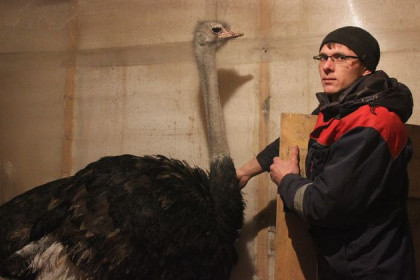 Два страуса выжили в Новосибирской области 
