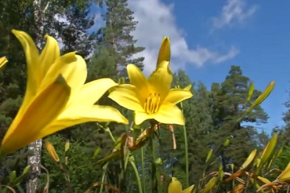 Полевые цветы в синхротроне: необычный эксперимент новосибирских ученых