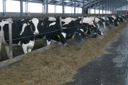 Тысячи элитных коров из Европы везут на огромный завод сыров в Маслянино
