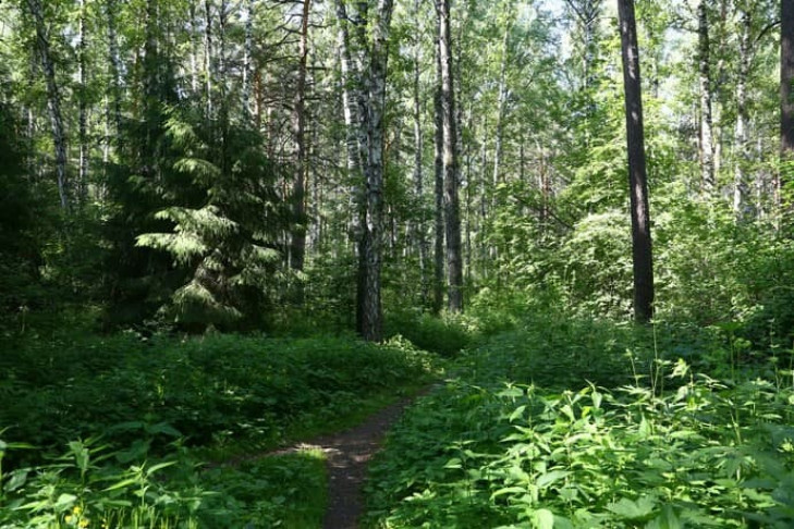 Обидчивого мальчика искали в лесу у деревни Первомихайловка