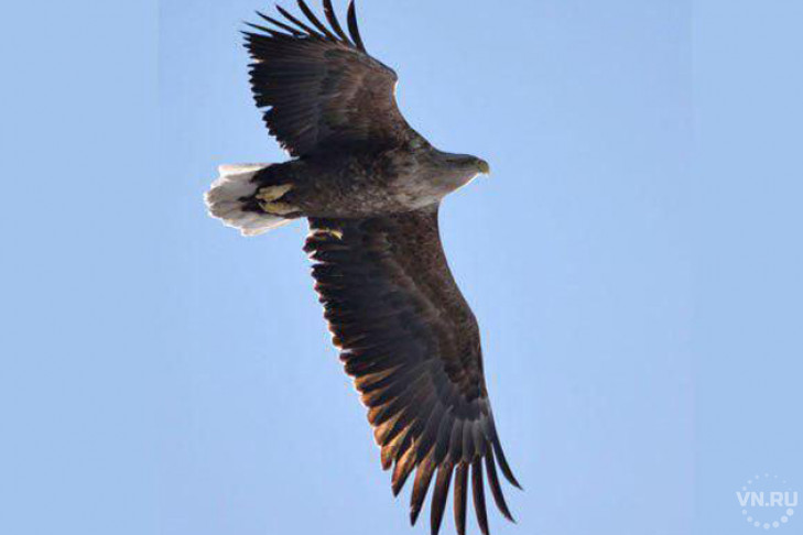 Огромный орлан пролетел над Новосибирском 