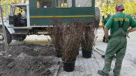 В Новосибирске завершили озеленение улицы Потанинской