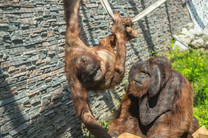 Аруна или Красуня: новосибирцы выбирают имя для детеныша орангутанов