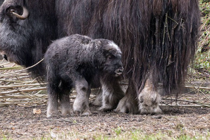 Овцебык весом 10 килограммов родился в Новосибирском зоопарке 