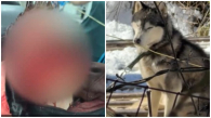 На Кубани владелец хаски, покусавших 9-летнего мальчика, выплатит ему 15 млн рублей