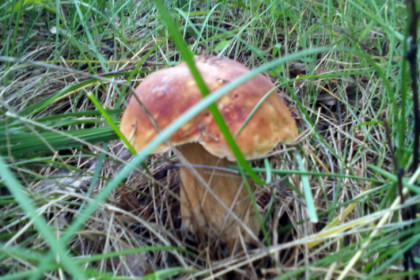 Ведьмины круги нашли грибники под Новосибирском