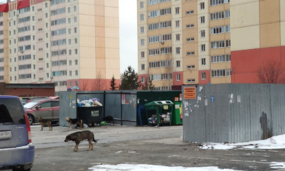 Выхода нет: почти 15 тысяч бездомных собак терроризируют Новосибирск