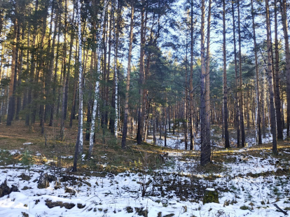 В Северном районе мужчина осужден за незаконную рубку деревьев