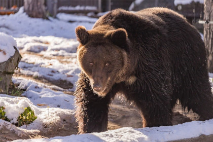 В зоопарке Новосибирска продлили рабочий день с наступлением весны