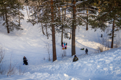 Бастрыкин поручил проверить законность вырубки деревьев в Инюшенском бору