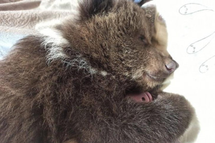 Инструкцию по спасению медвежат из леса написал министр Шестернин