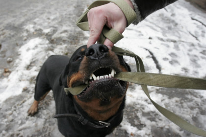 Собаки стали чаще нападать на людей в Новосибирске