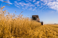 Глава минсельхоза НСО назвал сохранение посевных площадей приоритетом 2026 года