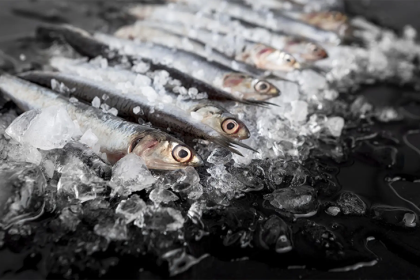 Средняя предлагаемая зарплата в рыбной промышленности выросла на 68% в Новосибирской области