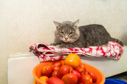 Заморозки до -6 градусов объявили синоптики в Новосибирской области