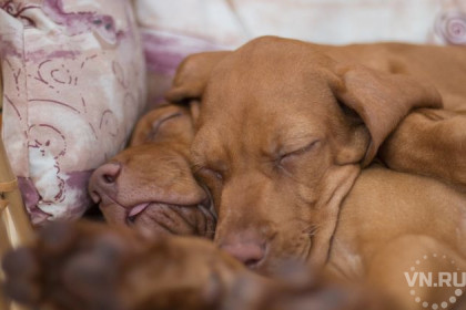 Новосибирские депутаты запретили собакам гавкать по ночам 
