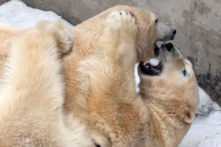 Первому снегу радуются обитатели Новосибирского зоопарка 