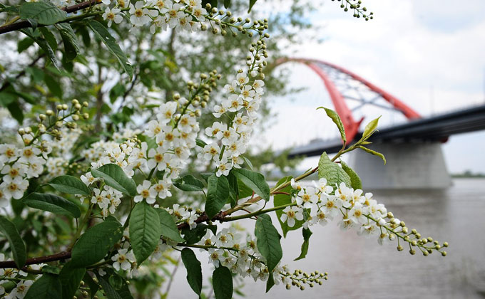 Флористы с мировым именем мастерят матрешку и Бугринский мост