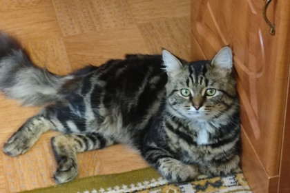 Жестоких убийц кота Марсика с улицы Тульской ищут в Новосибирске
