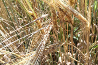 В Новосибирской области не продано порядка 400 тысяч тонн зерна