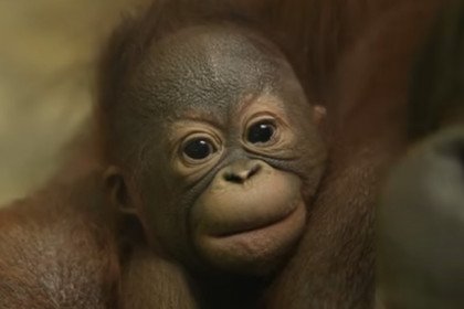 Новосибирский зоопарк объявил о рождении детеныша орангутана