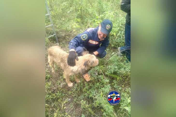 В Новосибирске собака подала сигнал бедствия при помощи оборванного провода