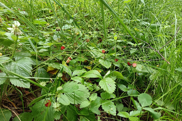 В Новосибирской области грибники открыли сезон сбора дикой земляники-2025