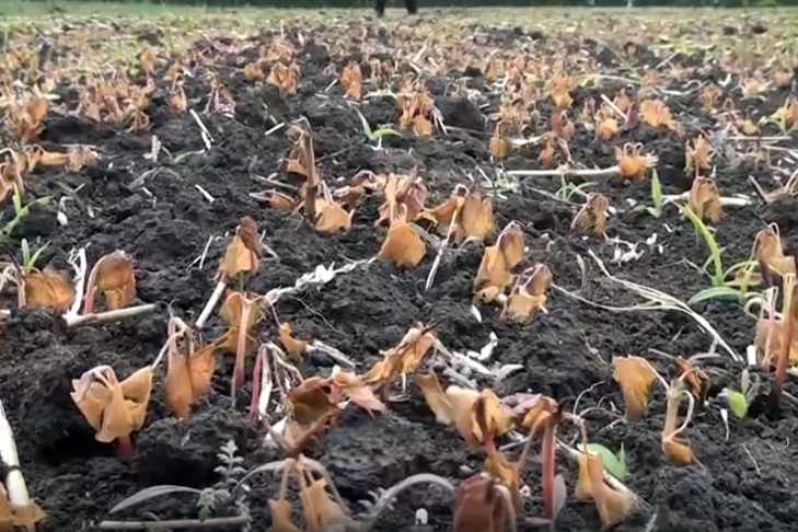 В Новосибирской области заморозки уничтожили посевы с гречихой