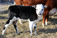 Новые случаи пастереллеза в Новосибирской области не выявляются уже две недели