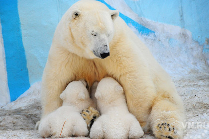 Топ-10 имен для белых медвежат назвал Новосибирский зоопарк