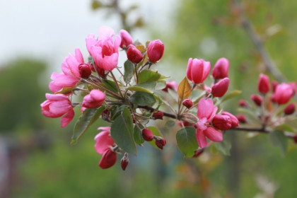 Клоны розовых яблонь «Рудольф» размножаются в Новосибирске
