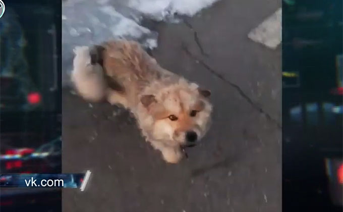 Собака напала на 7-летнюю девочку в Новосибирске