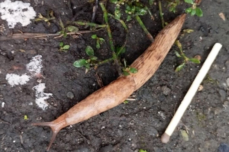 Осеннее нашествие испанских слизней началось в Новосибирской области