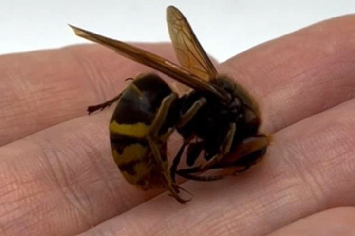 Шершни атаковали кладбище под Новосибирском — есть жертвы