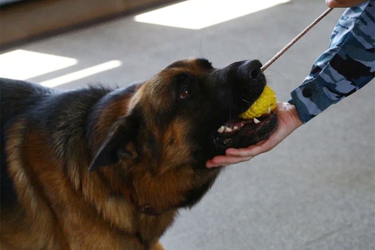 В Новосибирске партия «Новые люди» предложила ввести экзамены для владельцев опасных собак